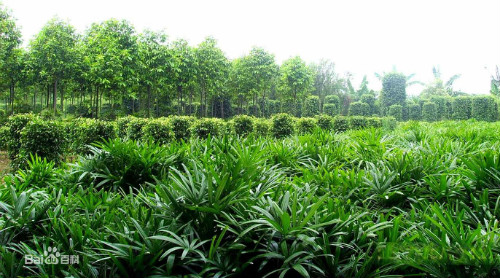 ������ô���ų��ú� �������ֳ������ע����������Щ