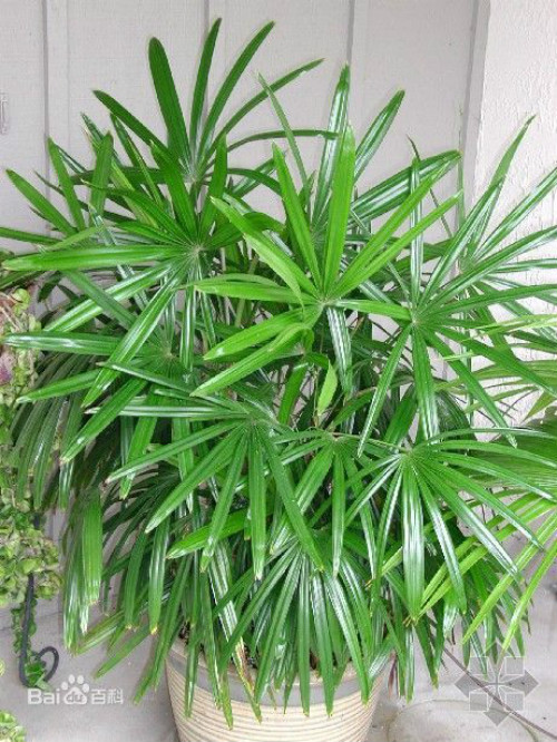 ������ô���ų��ú� �������ֳ������ע����������Щ