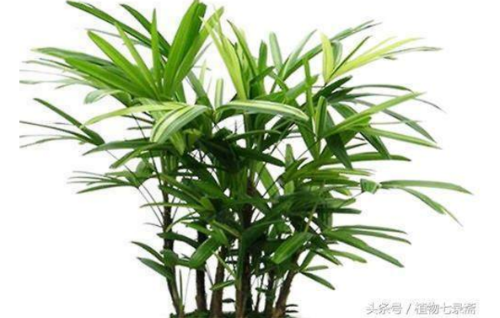 ������ô���ų��ú� �������ֳ������ע����������Щ