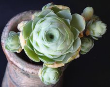 山地玫瑰鸡蛋玫瑰品种解析大全