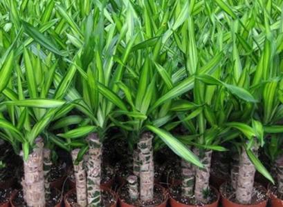 Ѫͷʱ俳ͷ̳ Ѫͷιͷֲͼ