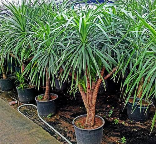 Ѫͷʱ俳ͷ̳ Ѫͷιͷֲͼ