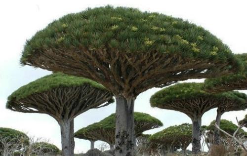 Ѫͷʱ俳ͷ̳ Ѫͷιͷֲͼ