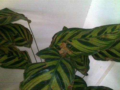 孔雀竹芋叶子枯萎怎么办 孔雀竹芋叶子焦边发黄原因及解决办法