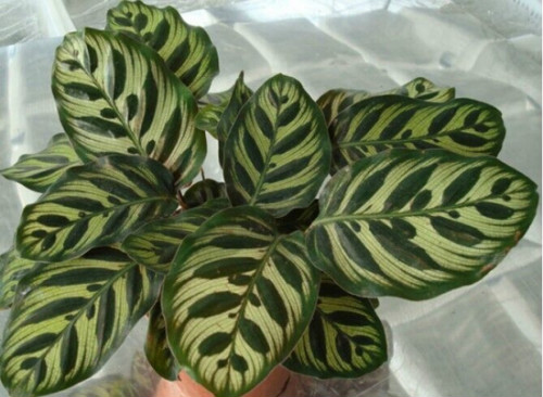 孔雀竹芋叶子枯萎怎么办 孔雀竹芋叶子焦边发黄原因及解决办法