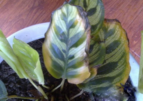 孔雀竹芋叶子枯萎怎么办 孔雀竹芋叶子焦边发黄原因及解决办法