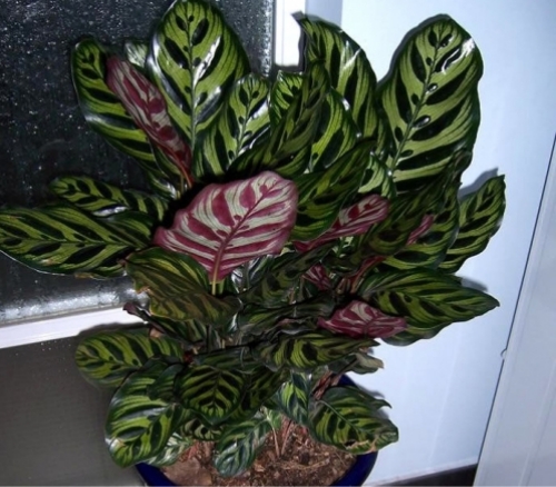 ȸҶӿήô ȸҶӽ߷ԭ򼰽취