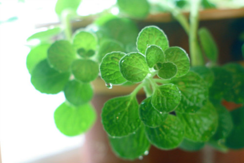 驱蚊草有毒吗可以放卧室吗 驱蚊草对孕妇有影响吗