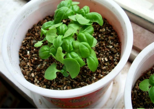 驱蚊草有毒吗可以放卧室吗 驱蚊草对孕妇有影响吗