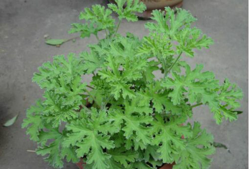 驱蚊草有毒吗可以放卧室吗 驱蚊草对孕妇有影响吗