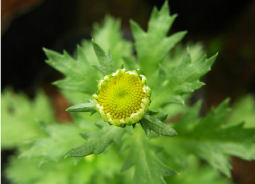 驱蚊草有毒吗可以放卧室吗 驱蚊草对孕妇有影响吗