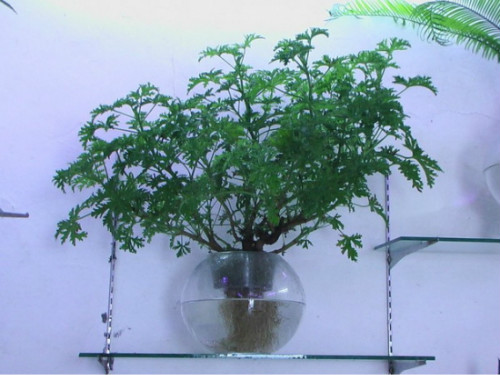 驱蚊草有毒吗可以放卧室吗 驱蚊草对孕妇有影响吗