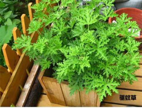 驱蚊草有毒吗可以放卧室吗 驱蚊草对孕妇有影响吗