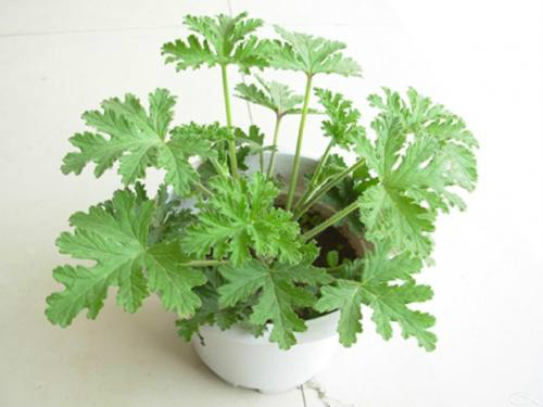 驱蚊草有毒吗可以放卧室吗 驱蚊草对孕妇有影响吗