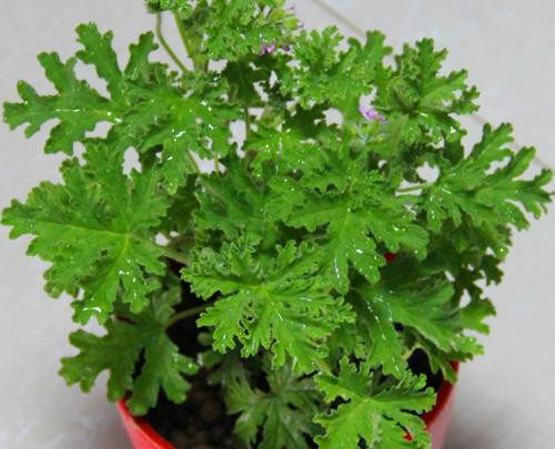 驱蚊草有毒吗可以放卧室吗 驱蚊草对孕妇有影响吗