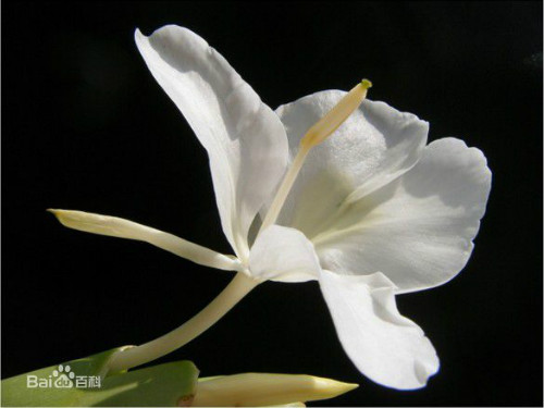 姜花有毒吗适合在家庭养植吗 姜花的功效与作用有哪些