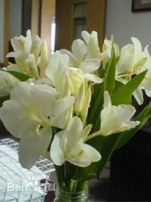 姜花有毒吗适合在家庭养植吗 姜花的功效与作用有哪些