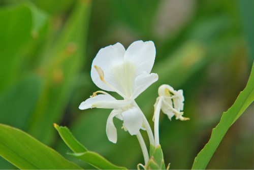 姜花有毒吗适合在家庭养植吗 姜花的功效与作用有哪些