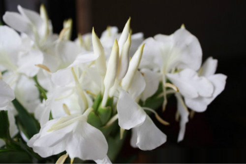 姜花有毒吗适合在家庭养植吗 姜花的功效与作用有哪些