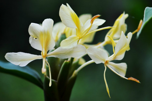 姜花有毒吗适合在家庭养植吗 姜花的功效与作用有哪些