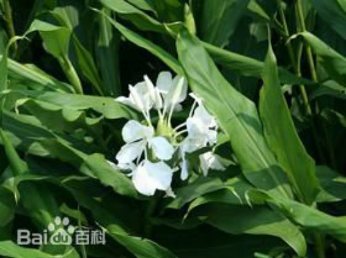 姜花有毒吗适合在家庭养植吗 姜花的功效与作用有哪些