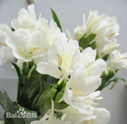 姜花有毒吗适合在家庭养植吗 姜花的功效与作用有哪些