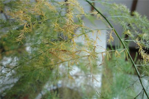 文竹叶子发黄是什么原因 文竹叶子发黄后还能变绿吗怎么补救