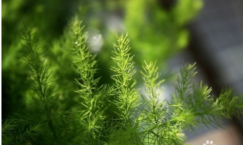 文竹叶子发黄是什么原因 文竹叶子发黄后还能变绿吗怎么补救