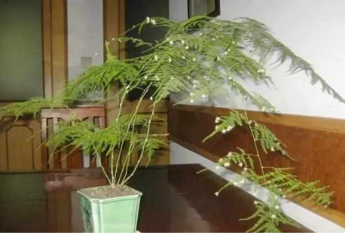 文竹叶子发黄是什么原因 文竹叶子发黄后还能变绿吗怎么补救