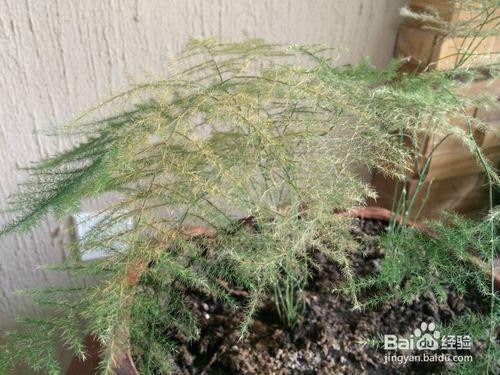 文竹叶子发黄是什么原因 文竹叶子发黄后还能变绿吗怎么补救