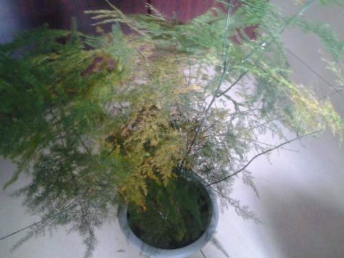 文竹叶子发黄是什么原因 文竹叶子发黄后还能变绿吗怎么补救