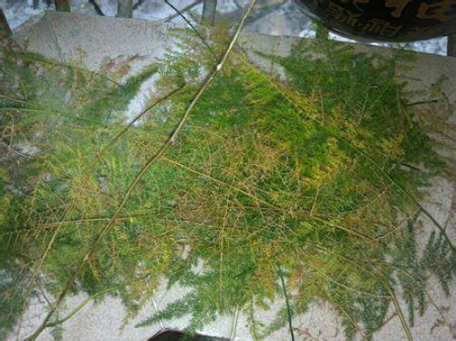 文竹叶子发黄是什么原因 文竹叶子发黄后还能变绿吗怎么补救