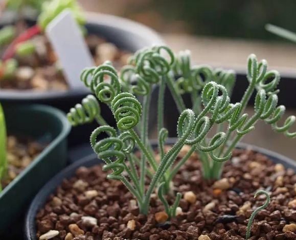 弹簧草怎么养护 弹簧草的养殖方法及繁殖方法图解