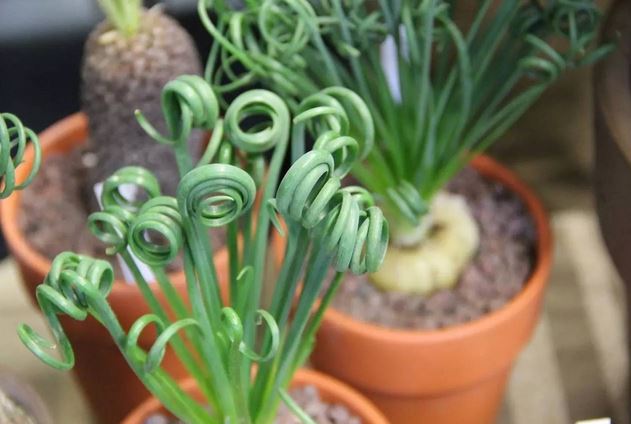 弹簧草怎么养护 弹簧草的养殖方法及繁殖方法图解