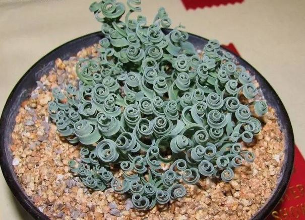 弹簧草怎么养护 弹簧草的养殖方法及繁殖方法图解