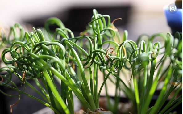 弹簧草为什么不卷原因分析 弹簧草不卷了怎么办解决办法