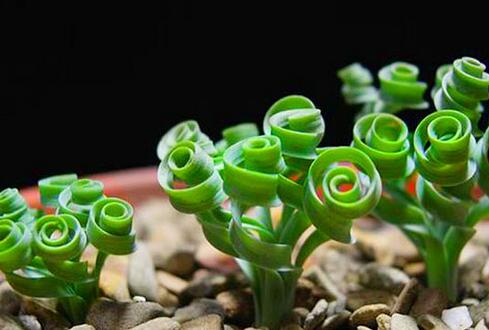 弹簧草为什么不卷原因分析 弹簧草不卷了怎么办解决办法