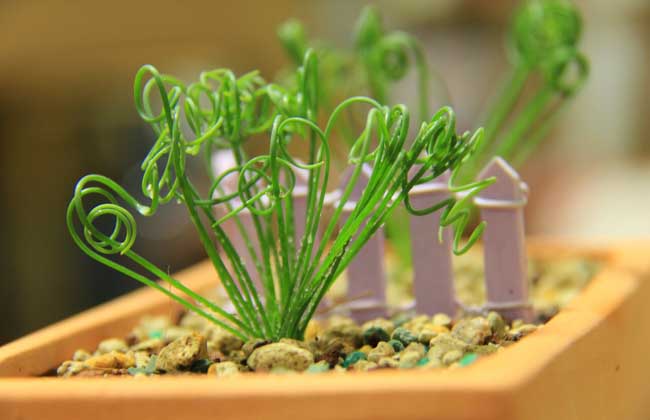 弹簧草为什么不卷原因分析 弹簧草不卷了怎么办解决办法