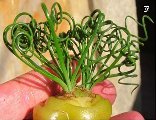 弹簧草怎么养护 弹簧草的养殖方法及繁殖方法图解