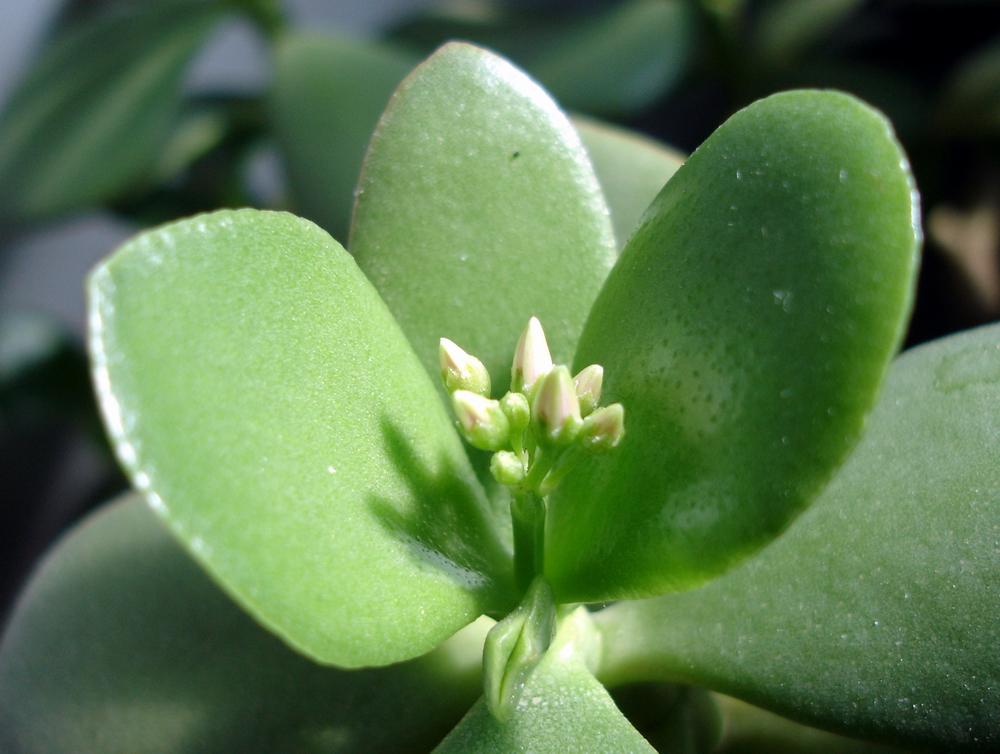 燕子掌的作用 燕子掌到底有没有毒能净化空气吗适合室内养殖吗