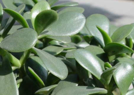 燕子掌的作用 燕子掌到底有没有毒能净化空气吗适合室内养殖吗