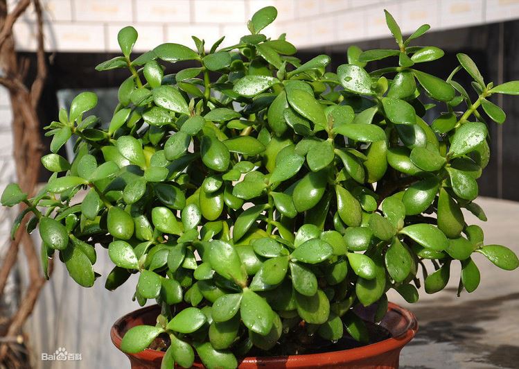 燕子掌的作用 燕子掌到底有没有毒能净化空气吗适合室内养殖吗