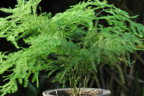 文竹怎么修剪好看方法图解 文竹开花后怎么处理注意事项