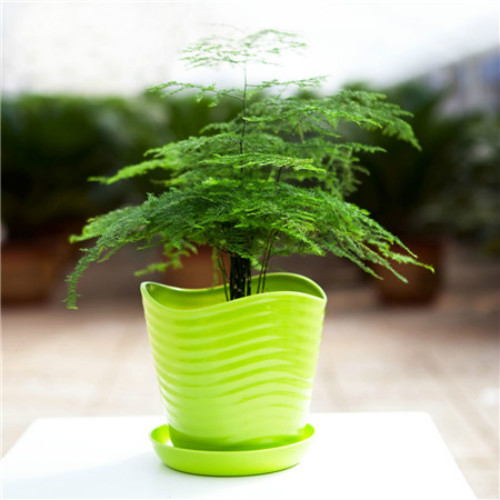 文竹怎么修剪好看方法图解 文竹开花后怎么处理注意事项