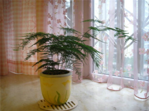 文竹怎么修剪好看方法图解 文竹开花后怎么处理注意事项