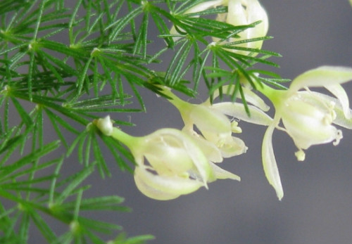 文竹怎么修剪好看方法图解 文竹开花后怎么处理注意事项