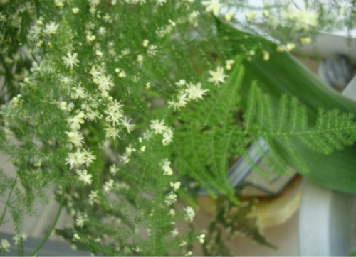 文竹怎么修剪好看方法图解 文竹开花后怎么处理注意事项