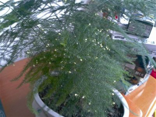 文竹怎么修剪好看方法图解 文竹开花后怎么处理注意事项