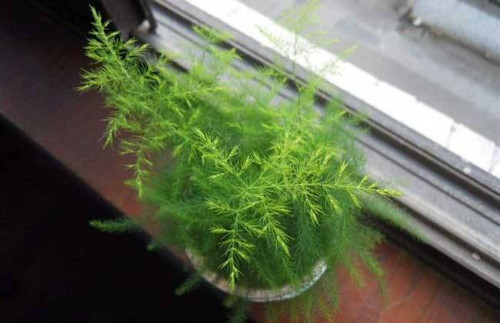 文竹怎么修剪好看方法图解 文竹开花后怎么处理注意事项