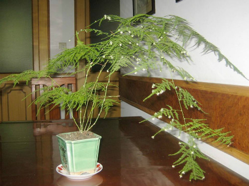 文竹怎么修剪好看方法图解 文竹开花后怎么处理注意事项